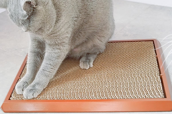 Cat Scratcher